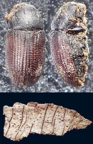 Hylesinus varius